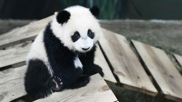Diamond Painting Baby Panda op hout met Ronde steentjes 100x55cm - Beste Kwaliteit